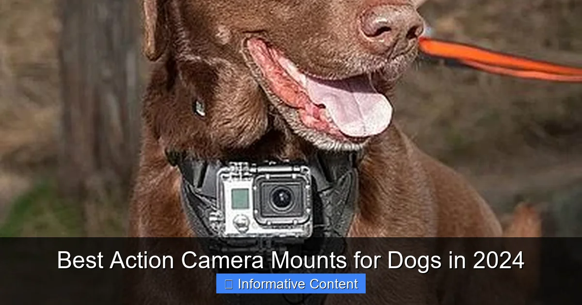 Best Action Camera Mounts for Dogs in 2024