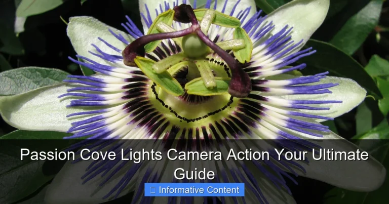 Passion Cove Lights Camera Action Your Ultimate Guide