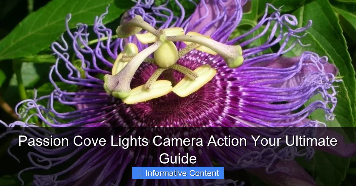 Passion Cove Lights Camera Action Your Ultimate Guide